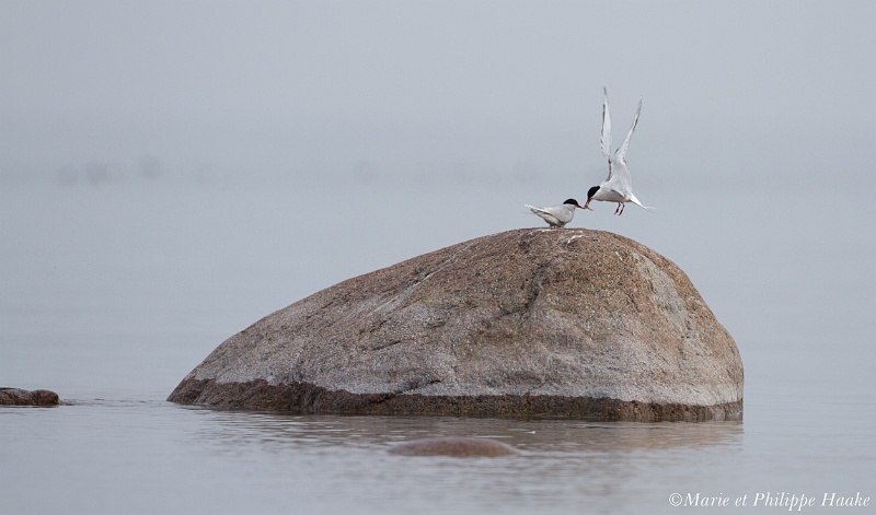 Sterne pierregarin 4979_wm.jpg - Sternes pierregarins, Common Terns, Sterna hirundo (Öland, Suède, mai 2011)